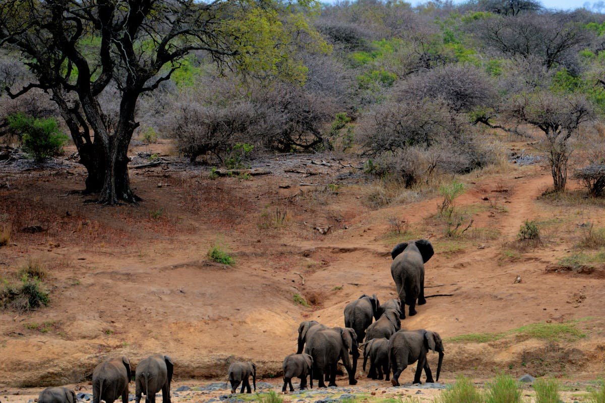 Urban Wildlife Isn’t Just Surviving—It’s Outsmarting Us (And That’s a Problem)
